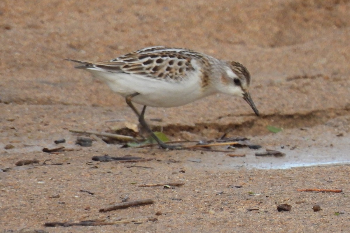 Little Stint - ML624083239