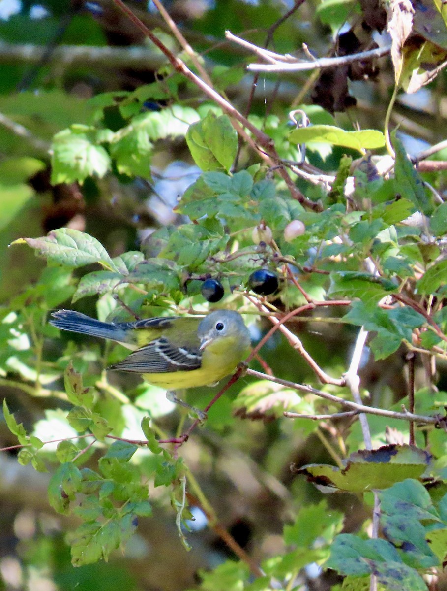 Magnolia Warbler - ML624083257