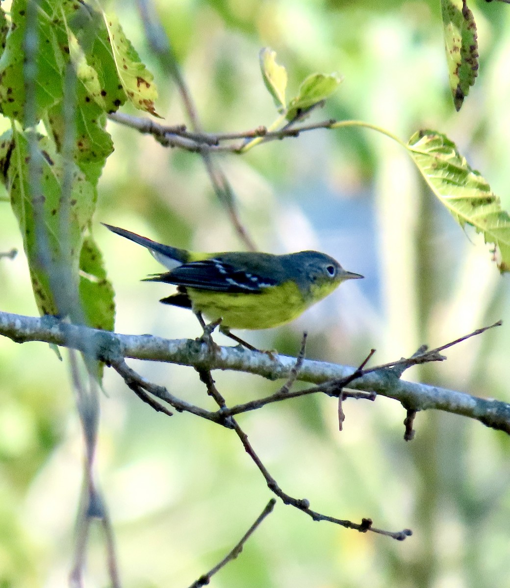 Magnolia Warbler - ML624083258