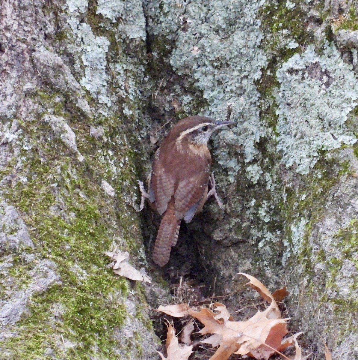 Carolina Wren - ML624083266