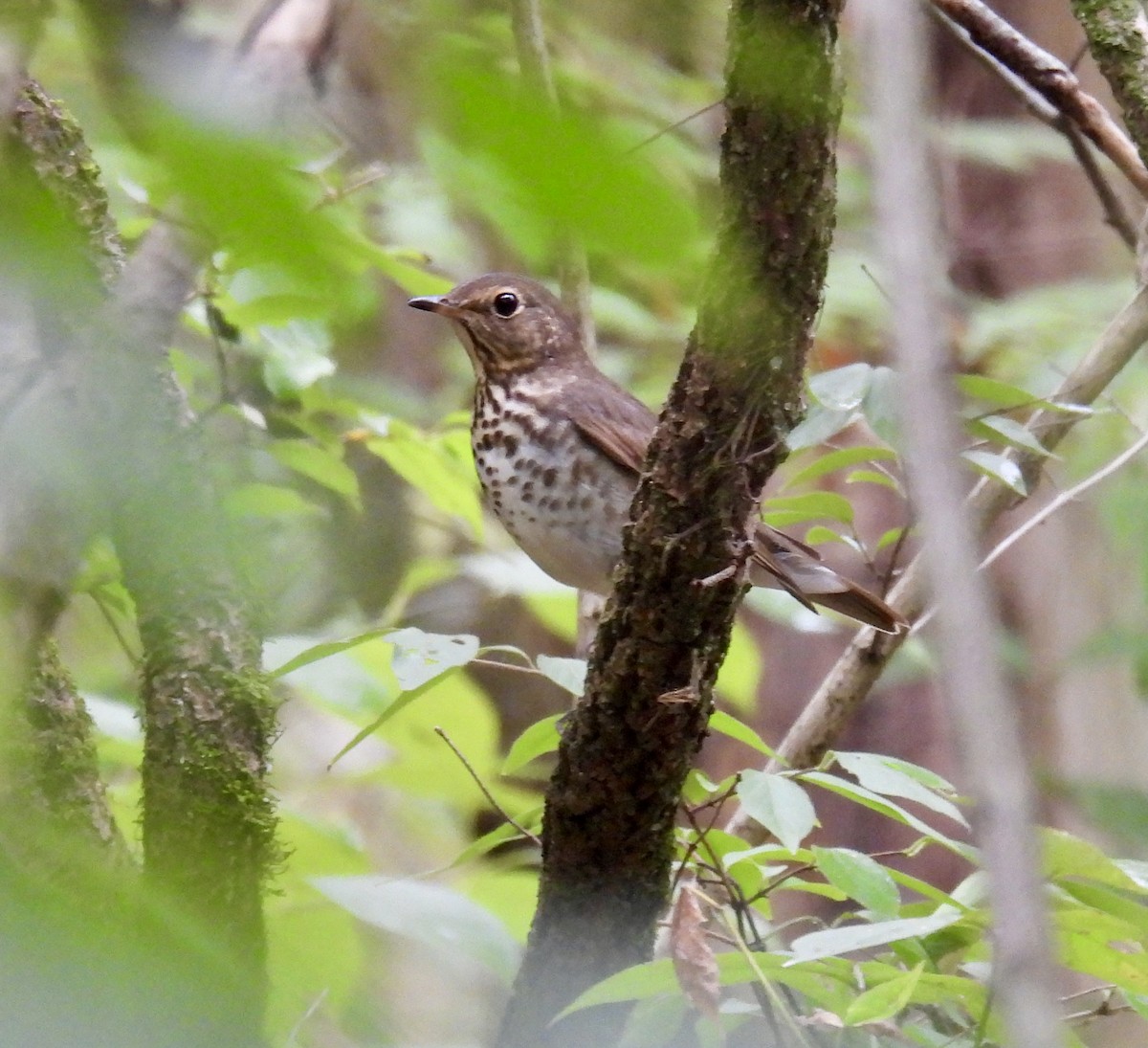 Swainson's Thrush - ML624083273