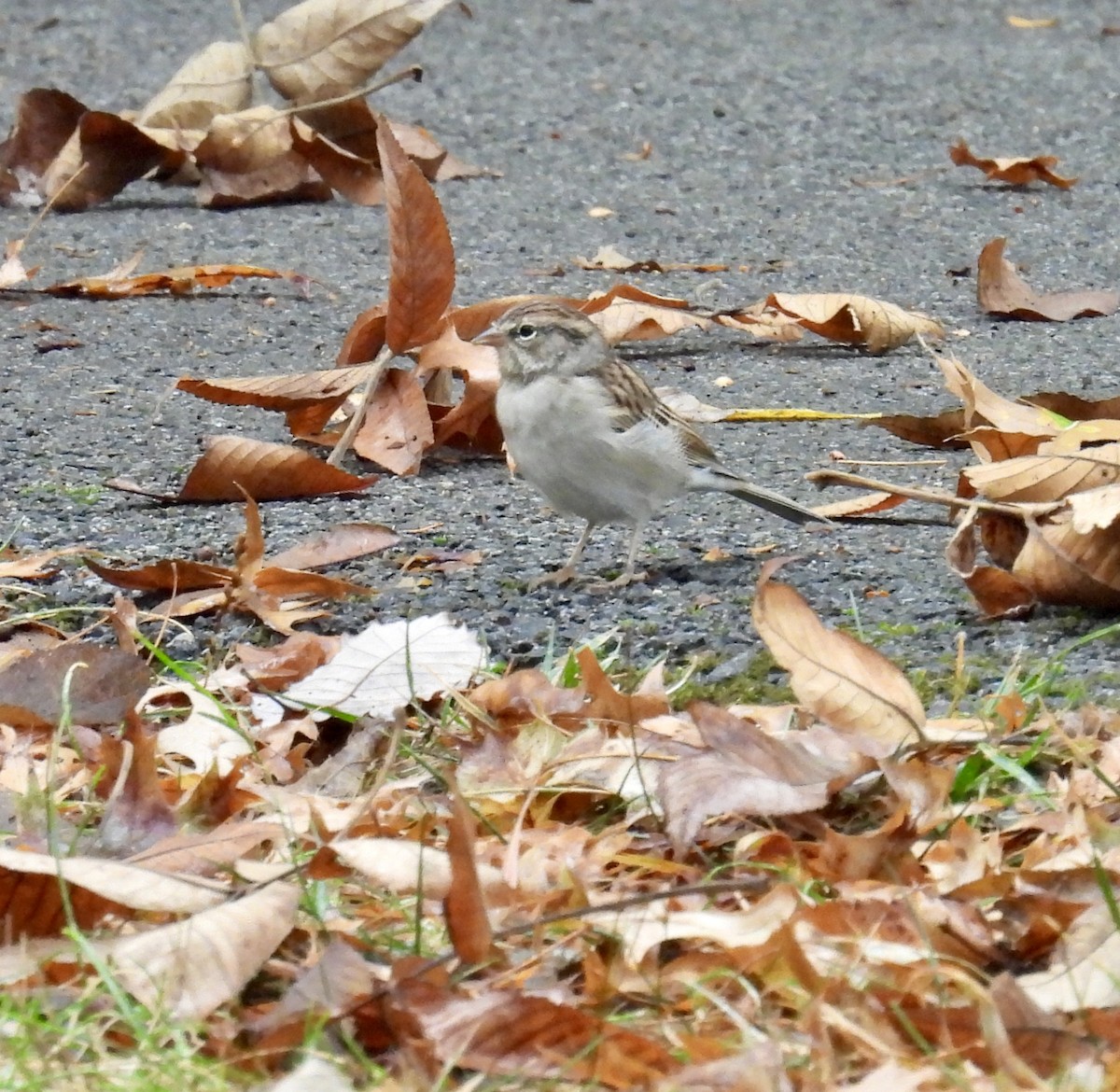 Chipping Sparrow - Tracy Wiczer