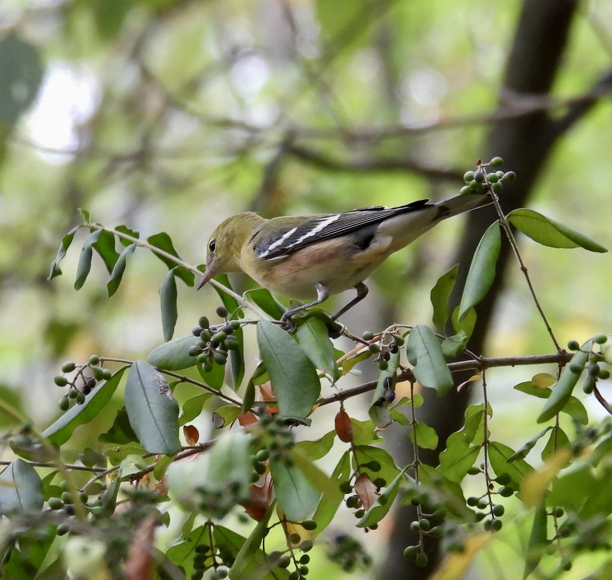 Bay-breasted Warbler - Tracy Wiczer