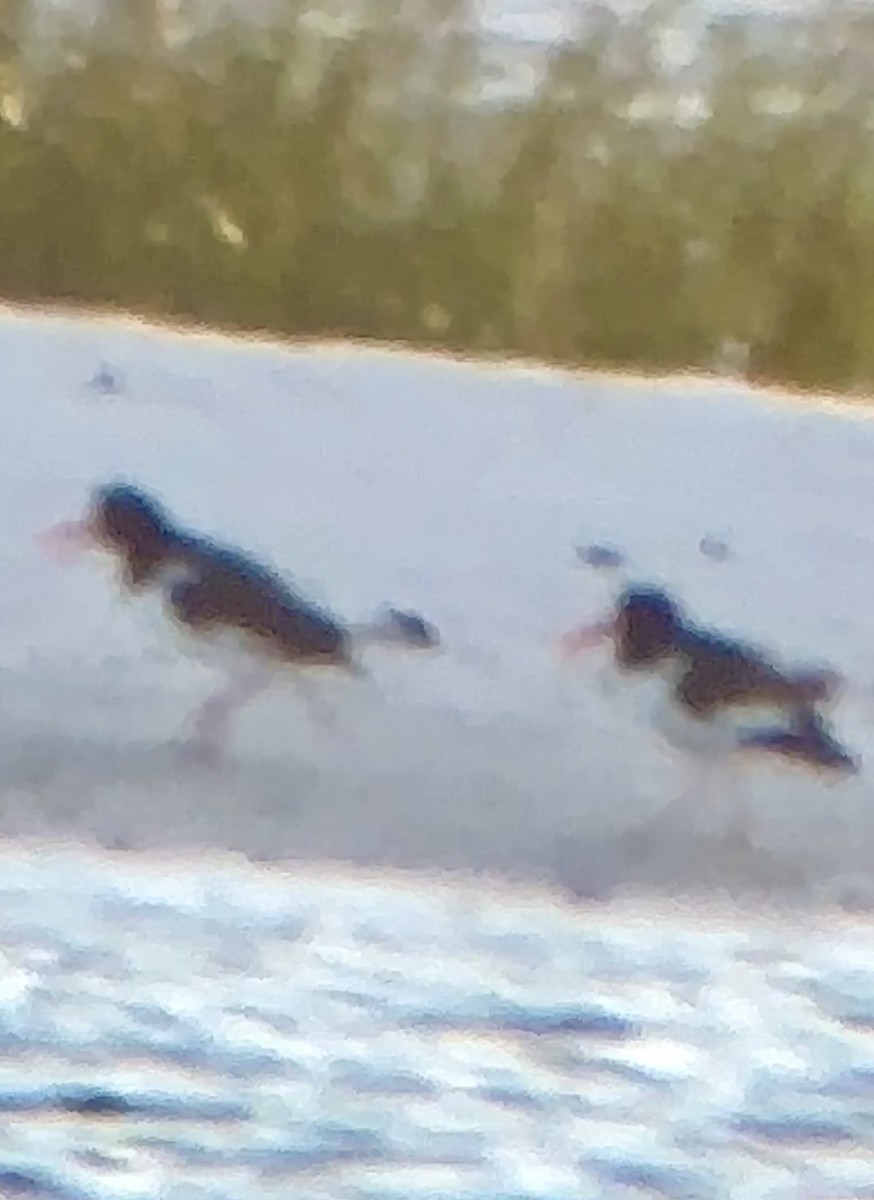 American Oystercatcher - ML624083315