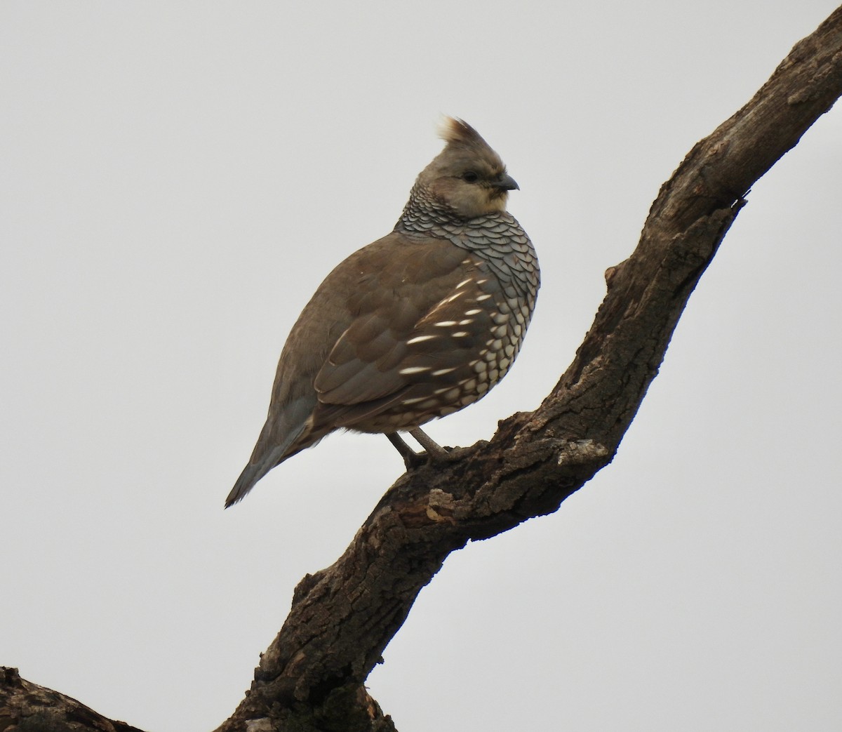 Scaled Quail - Christopher Daniels