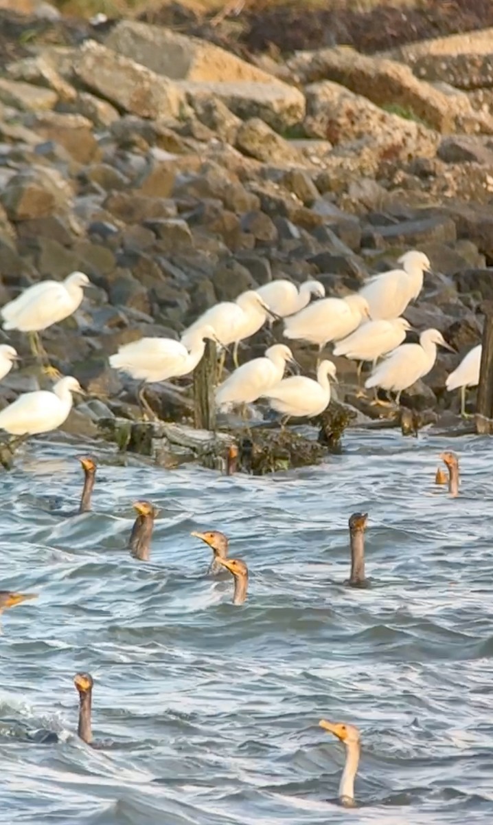 Snowy Egret - ML624083327