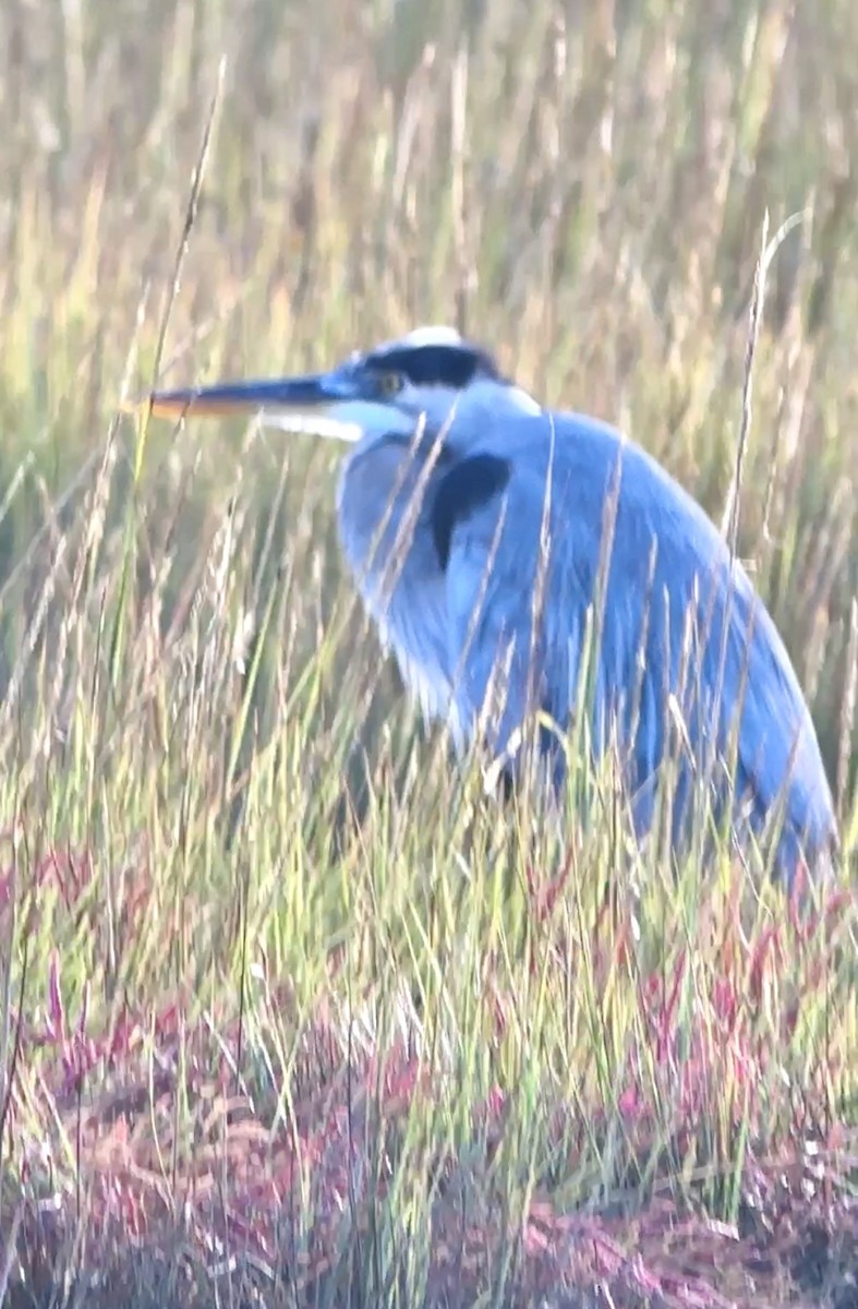 Great Blue Heron - ML624083333