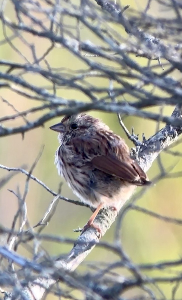 Song Sparrow - ML624083343