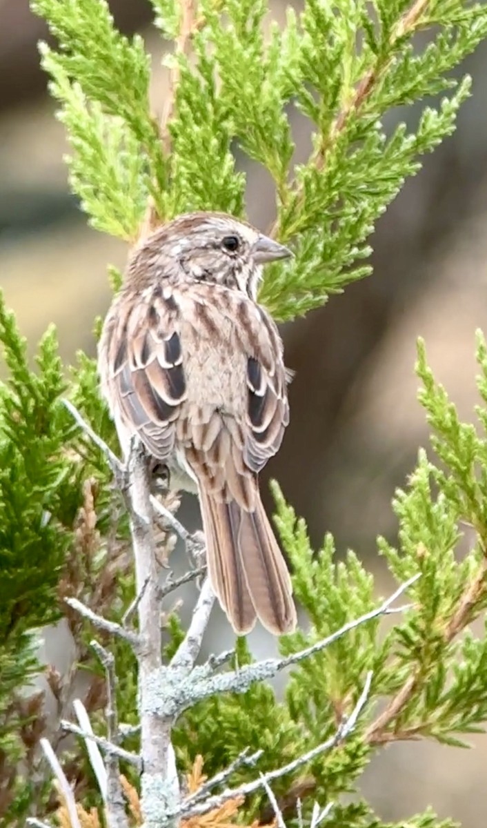 Song Sparrow - ML624083344