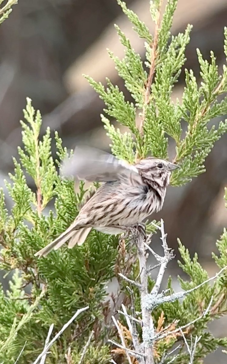 Song Sparrow - ML624083345