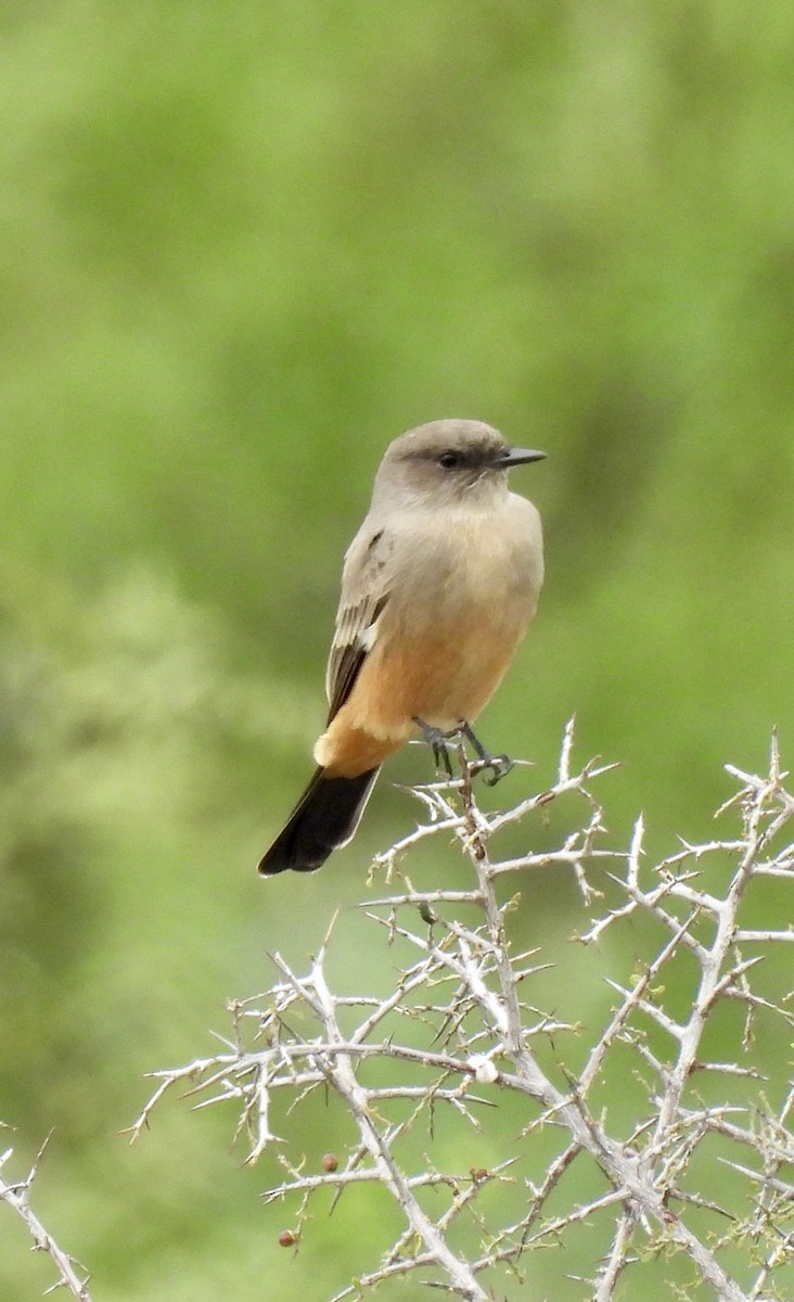 Say's Phoebe - ML624083359