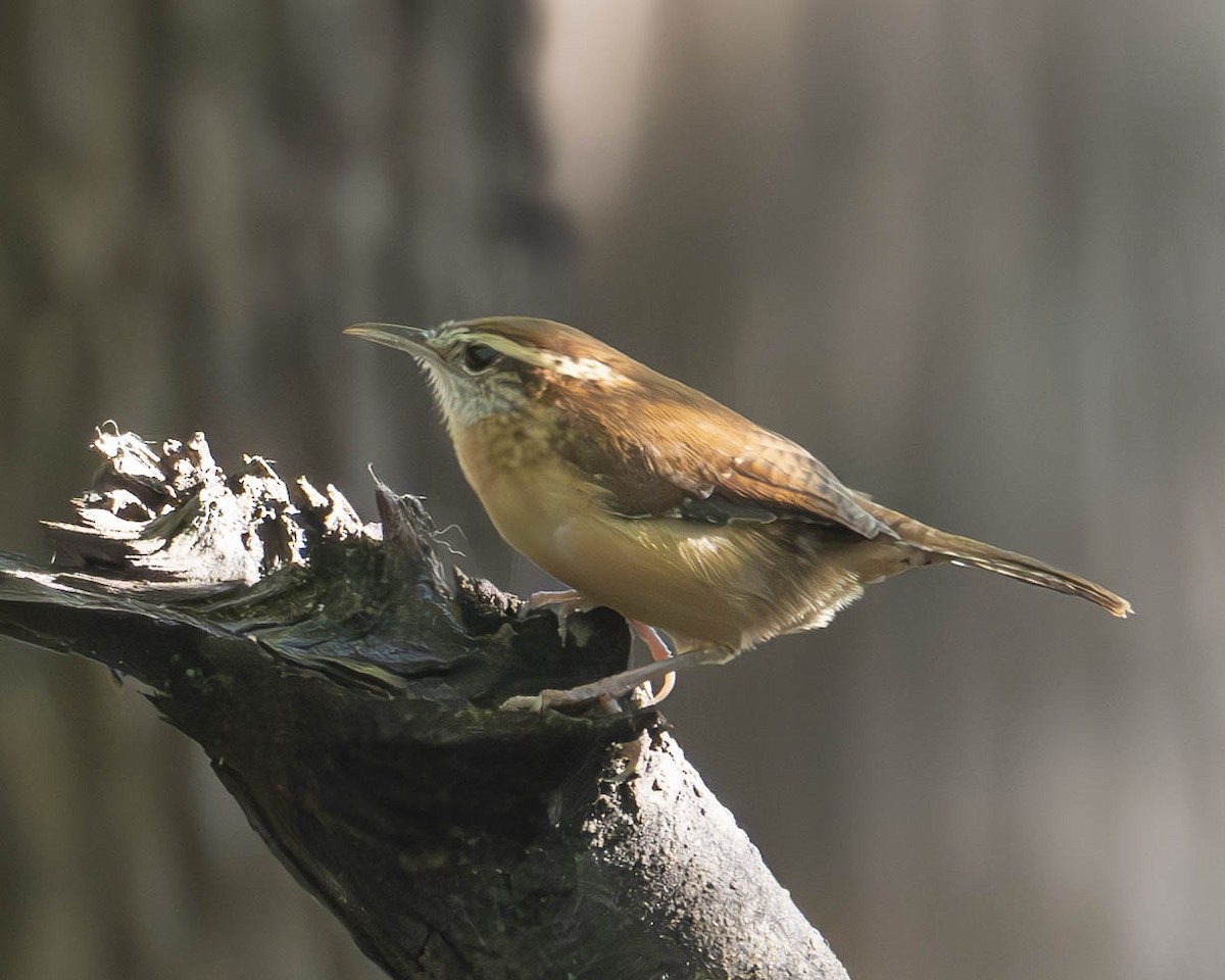 Carolina Wren - ML624083426