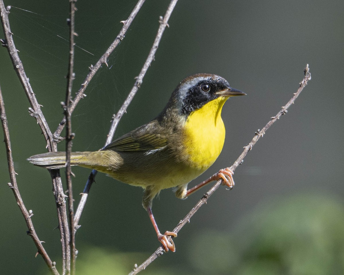 Common Yellowthroat - ML624083434
