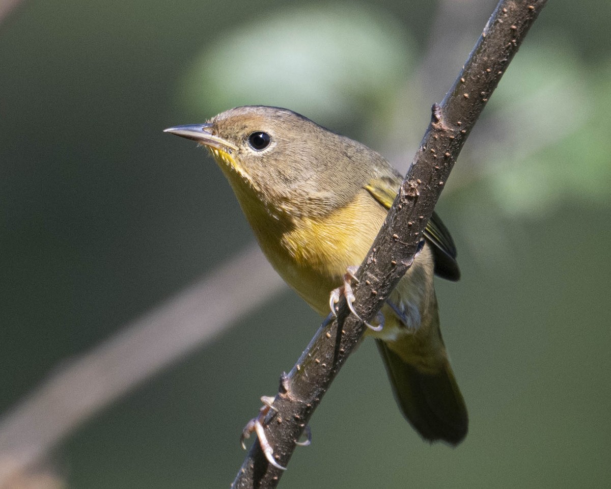 Common Yellowthroat - ML624083435