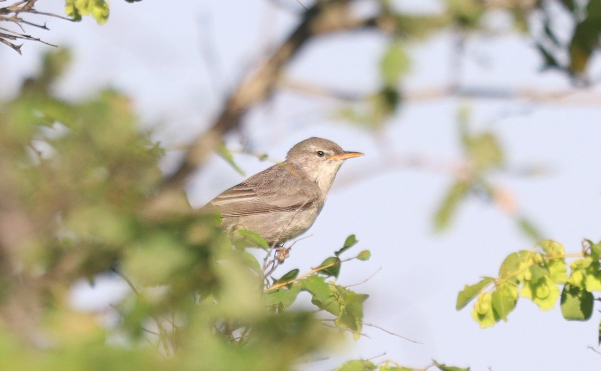 Olive-tree Warbler - ML624083445