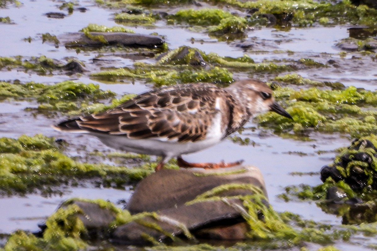 Ruddy Turnstone - ML624083483