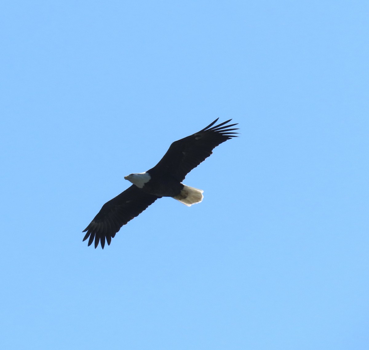 Weißkopf-Seeadler - ML624083484