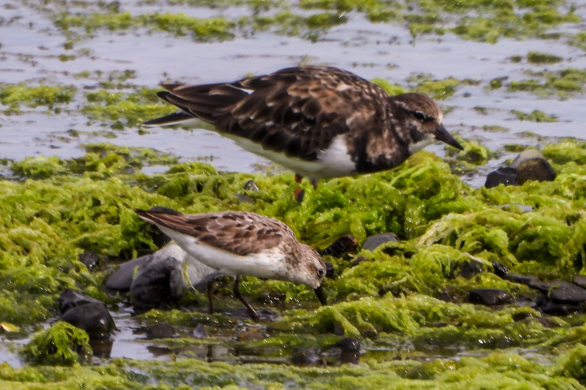 Ruddy Turnstone - Jean Needham