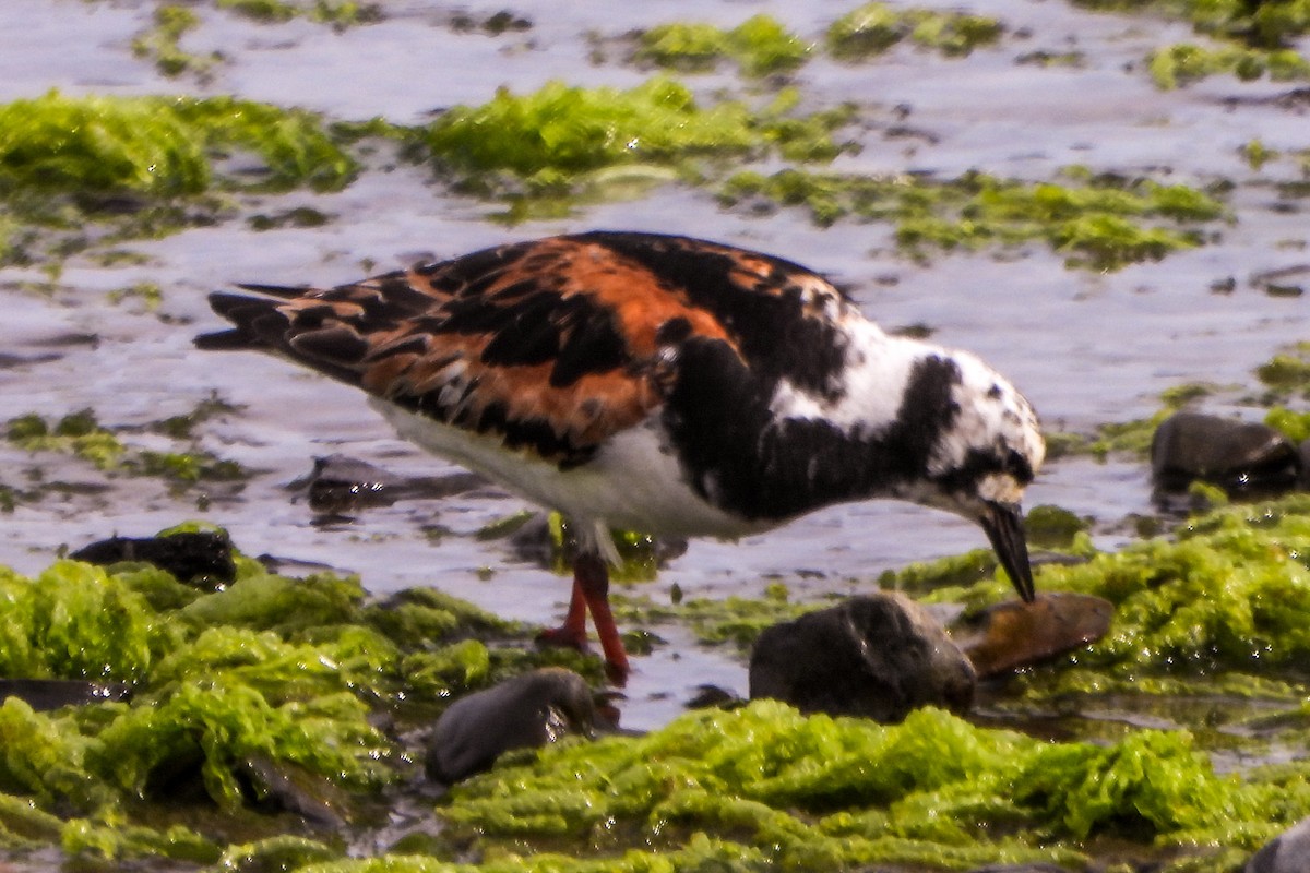 Ruddy Turnstone - ML624083503