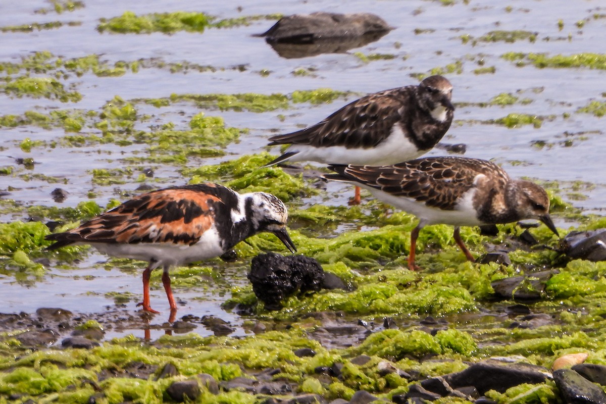 Ruddy Turnstone - ML624083522