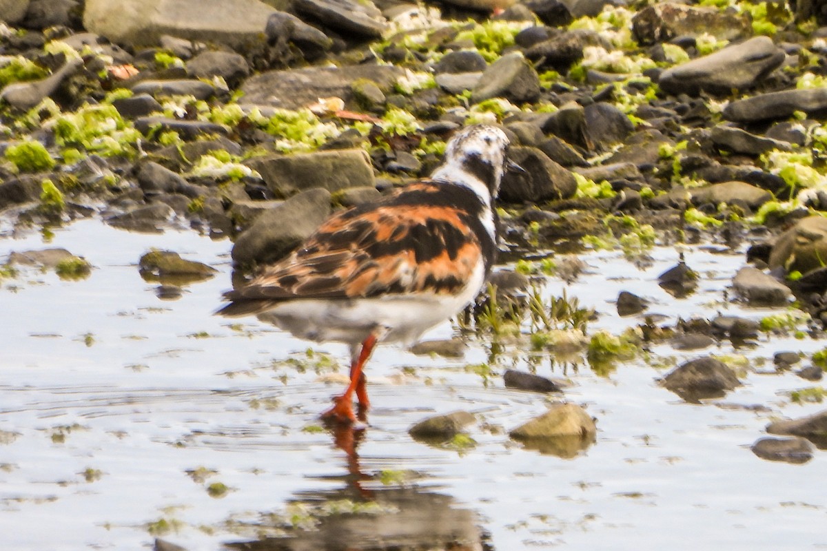 Ruddy Turnstone - ML624083556