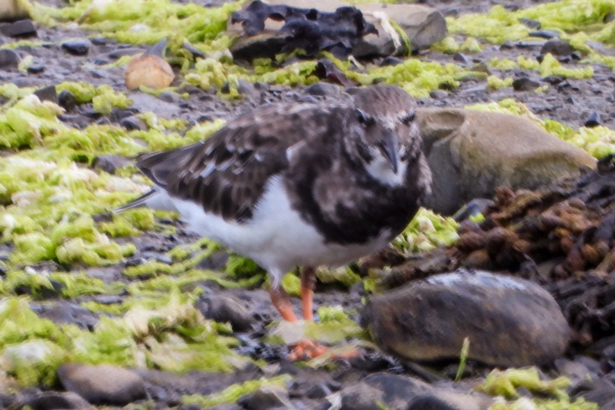 Ruddy Turnstone - ML624083560