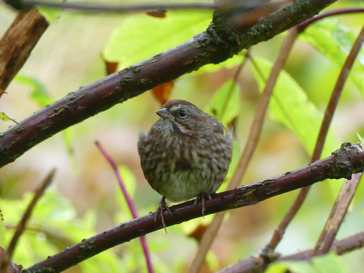 Song Sparrow - ML624083563