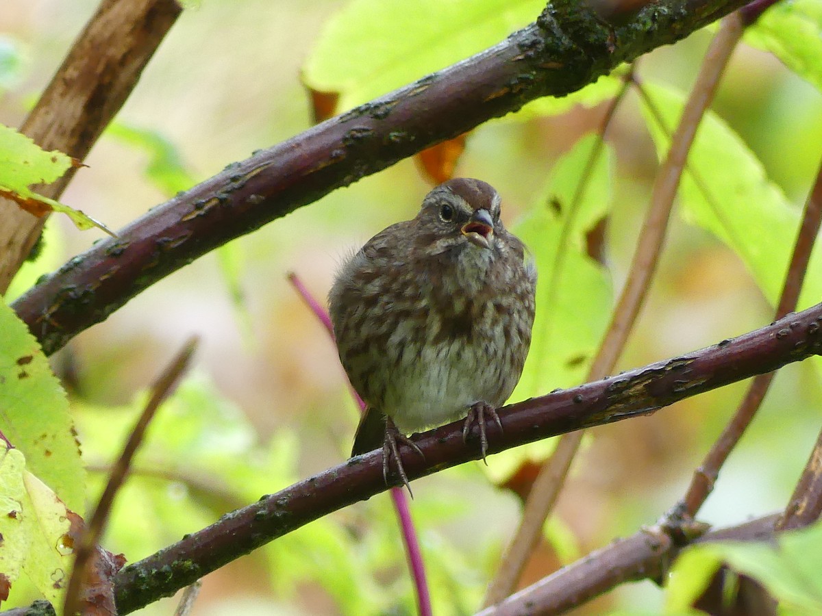 Song Sparrow - ML624083564