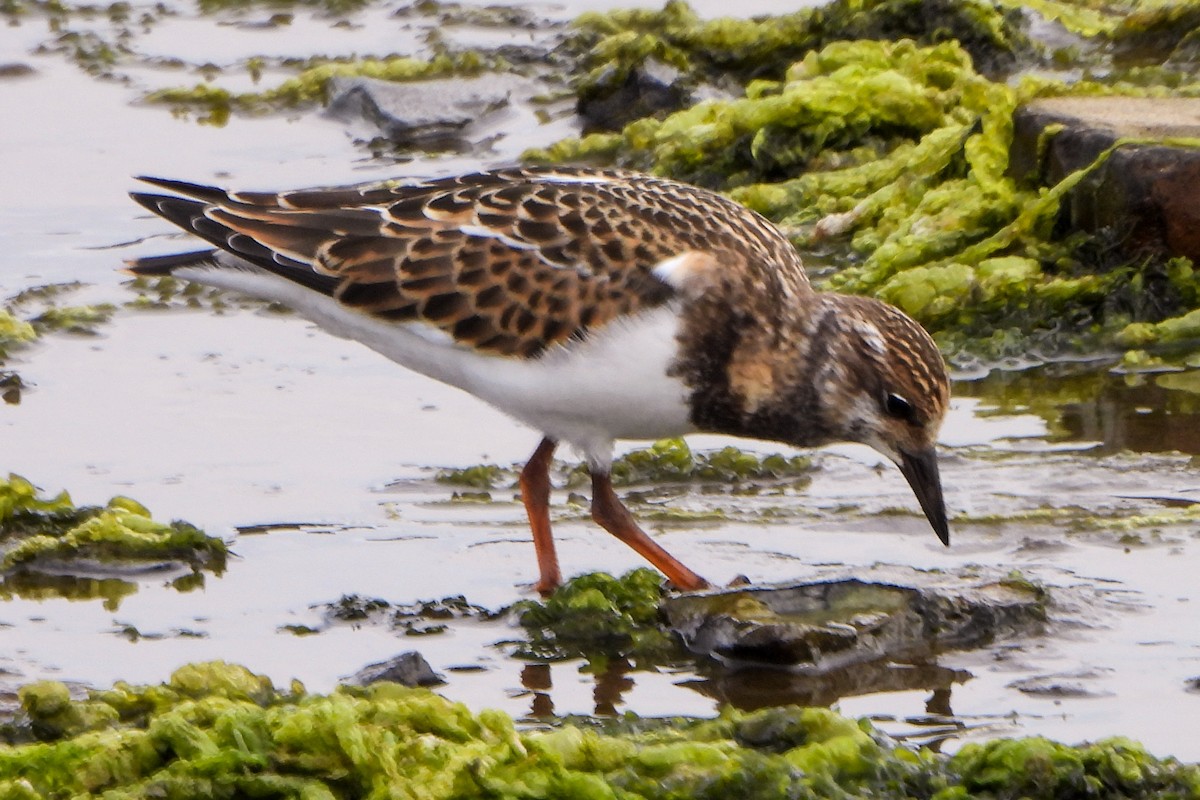 Ruddy Turnstone - ML624083566