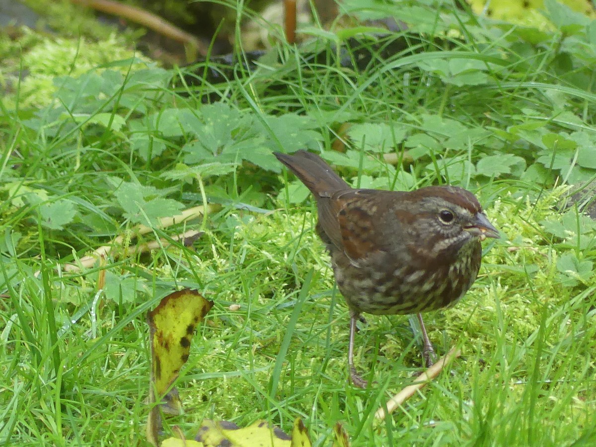 Song Sparrow - Gus van Vliet