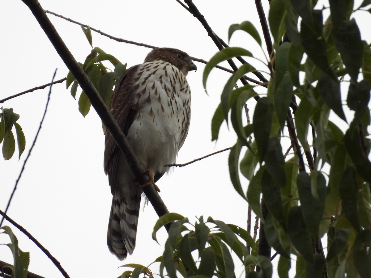 Cooper's Hawk - ML624083598