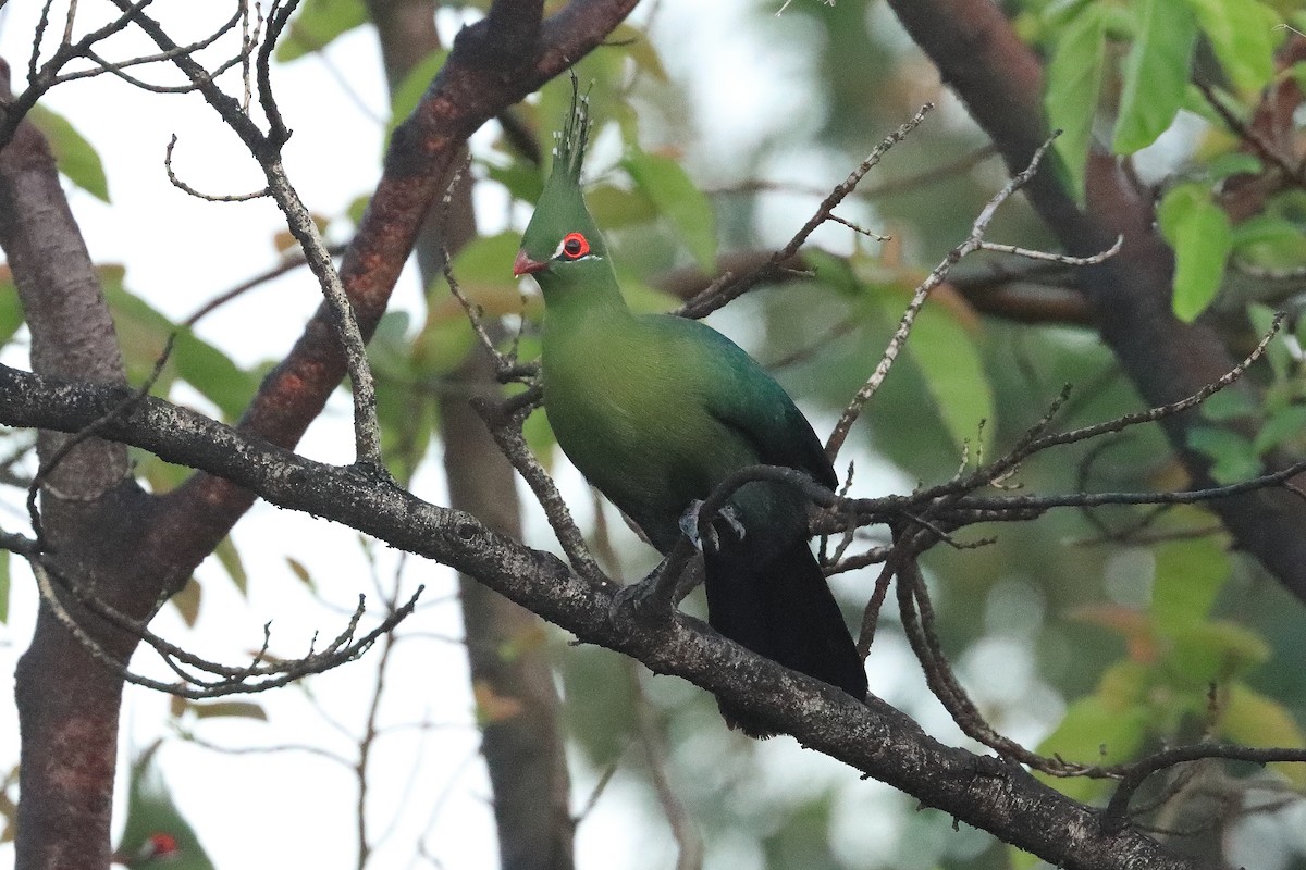 Schalow's Turaco - ML624083659