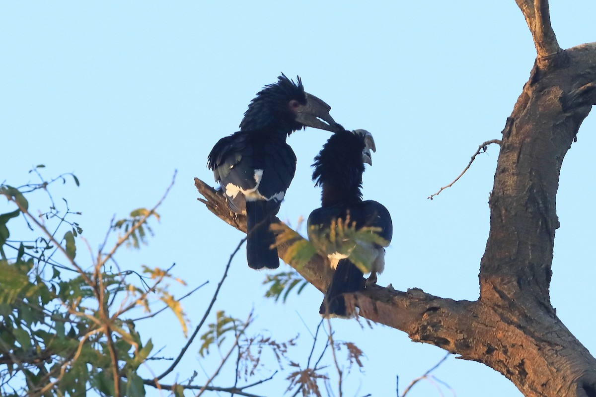 Trumpeter Hornbill - ML624083662