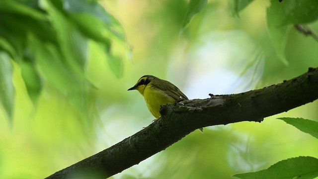 Kentucky Warbler - ML624083694