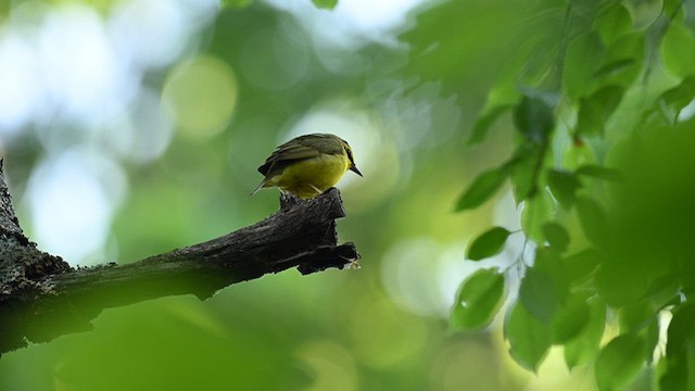 Kentucky Warbler - ML624083713