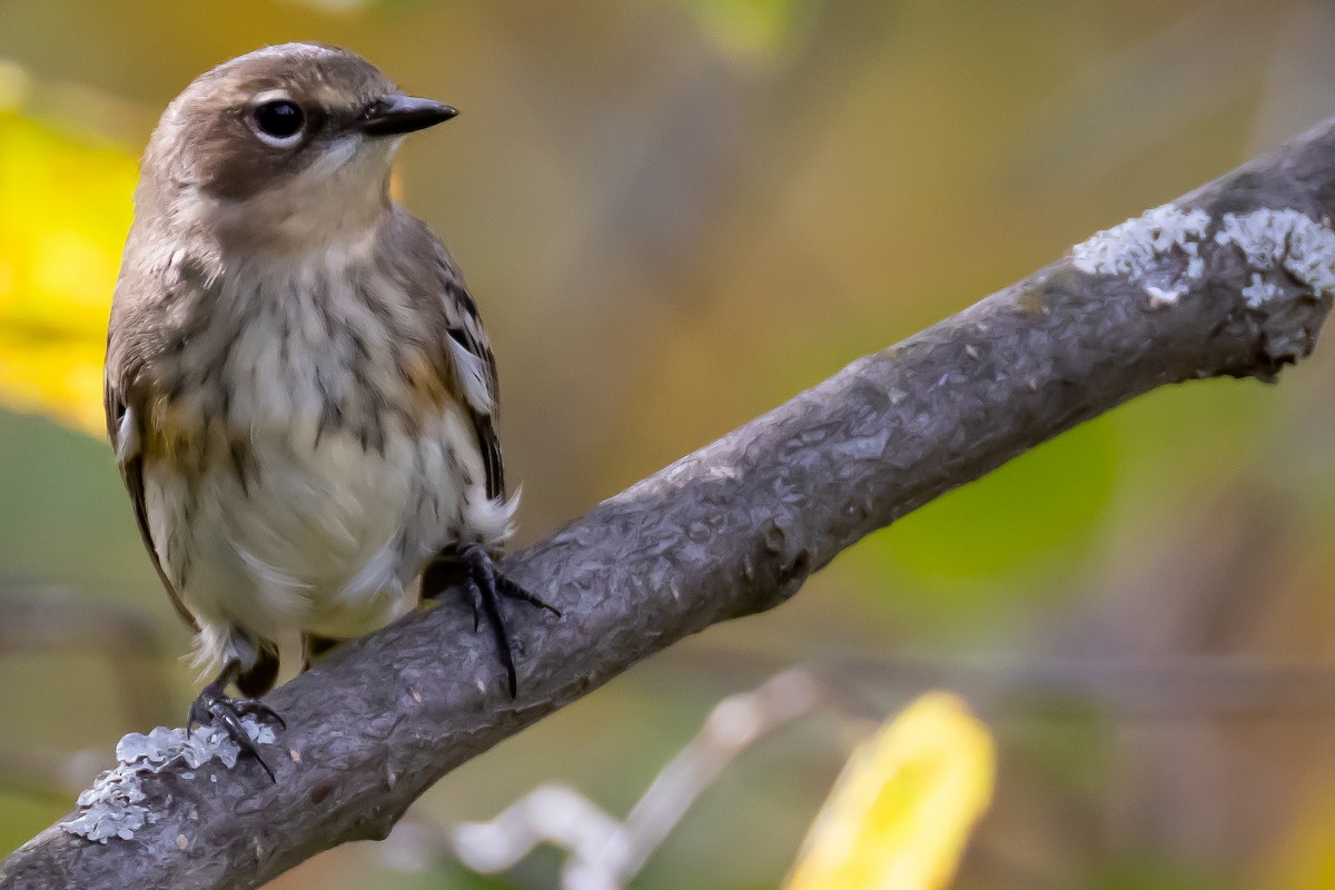 Yellow-rumped Warbler - Rick Hughes