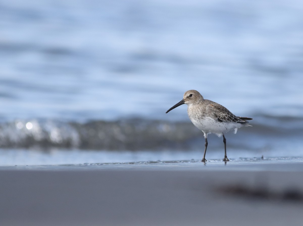 Dunlin - ML624083735