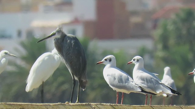 Little Egret x Western Reef-Heron (hybrid) - ML624083771