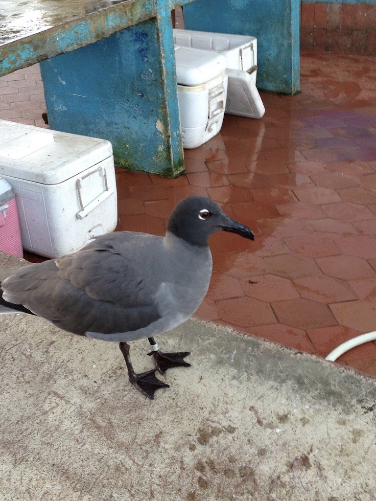 Mouette obscure - ML624083778