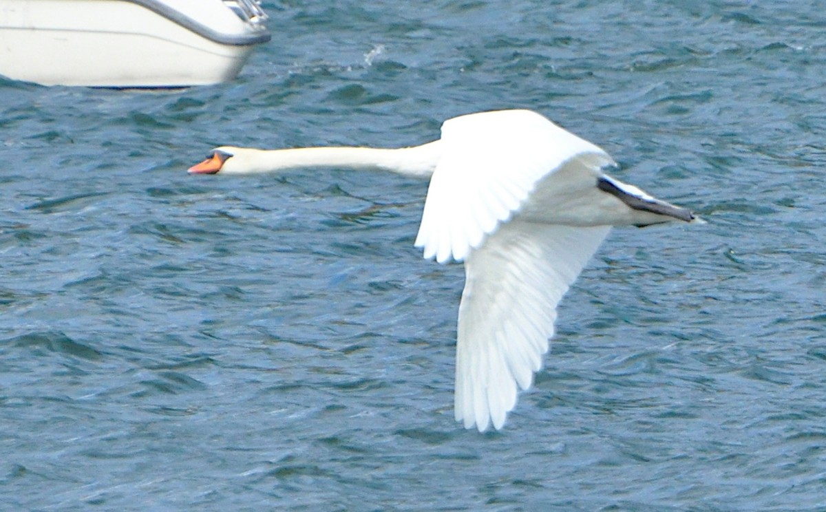 Mute Swan - ML624083813