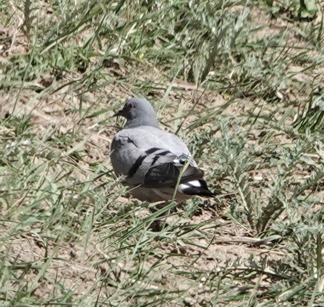 Hill Pigeon - ML624083819