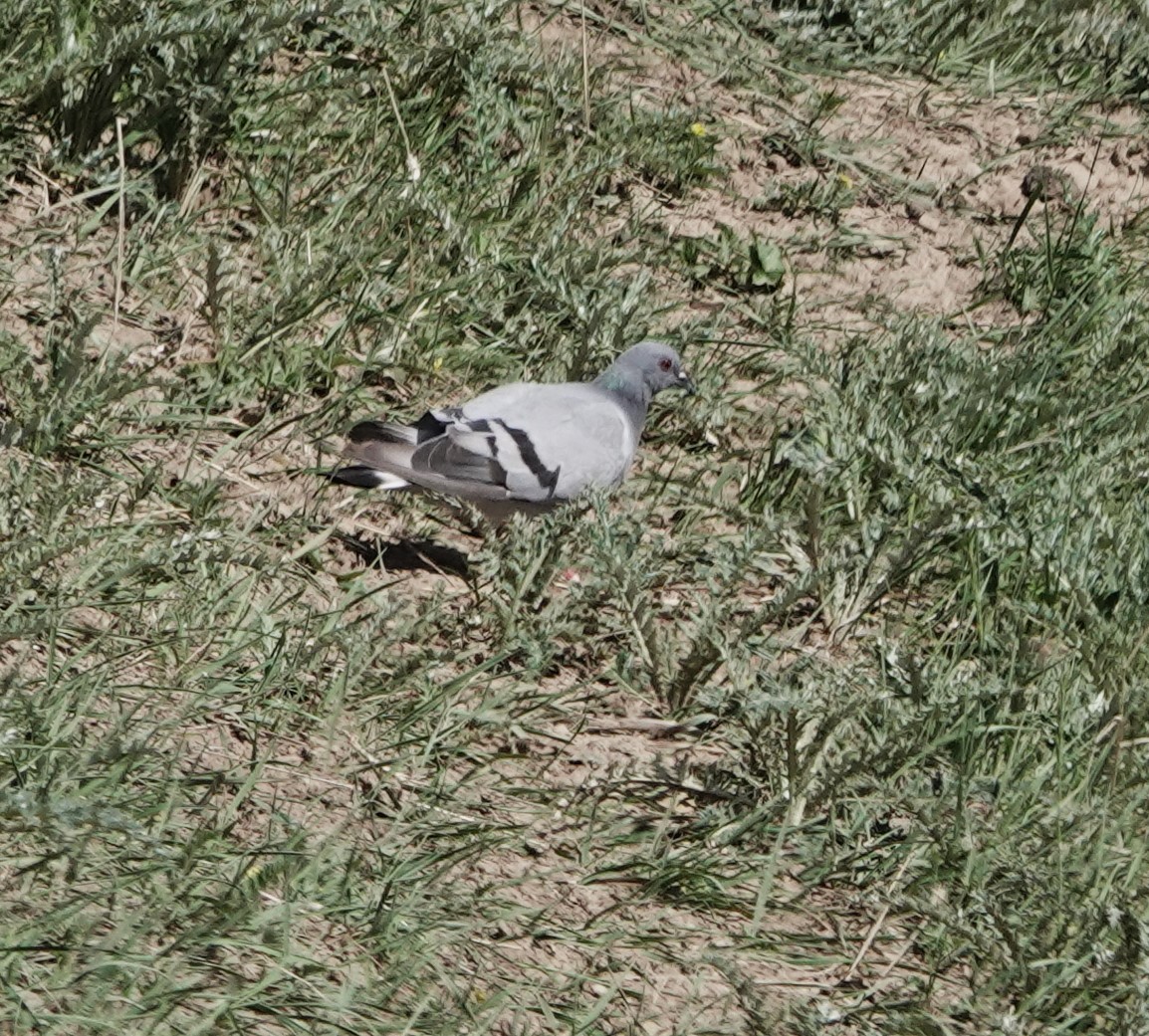 Hill Pigeon - ML624083821