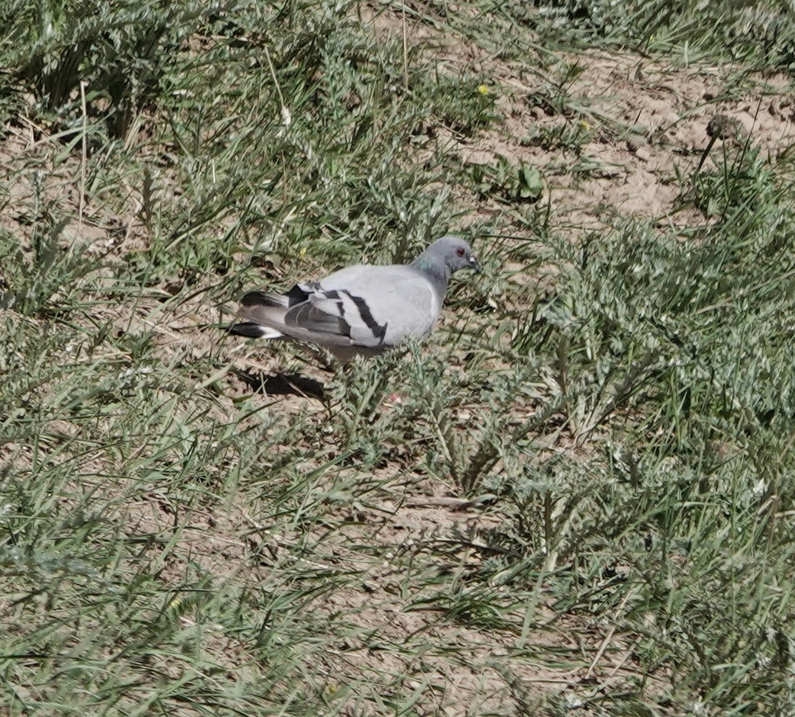 Hill Pigeon - ML624083821