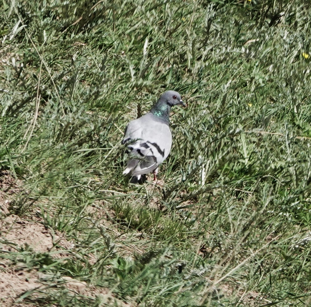 Hill Pigeon - ML624083823