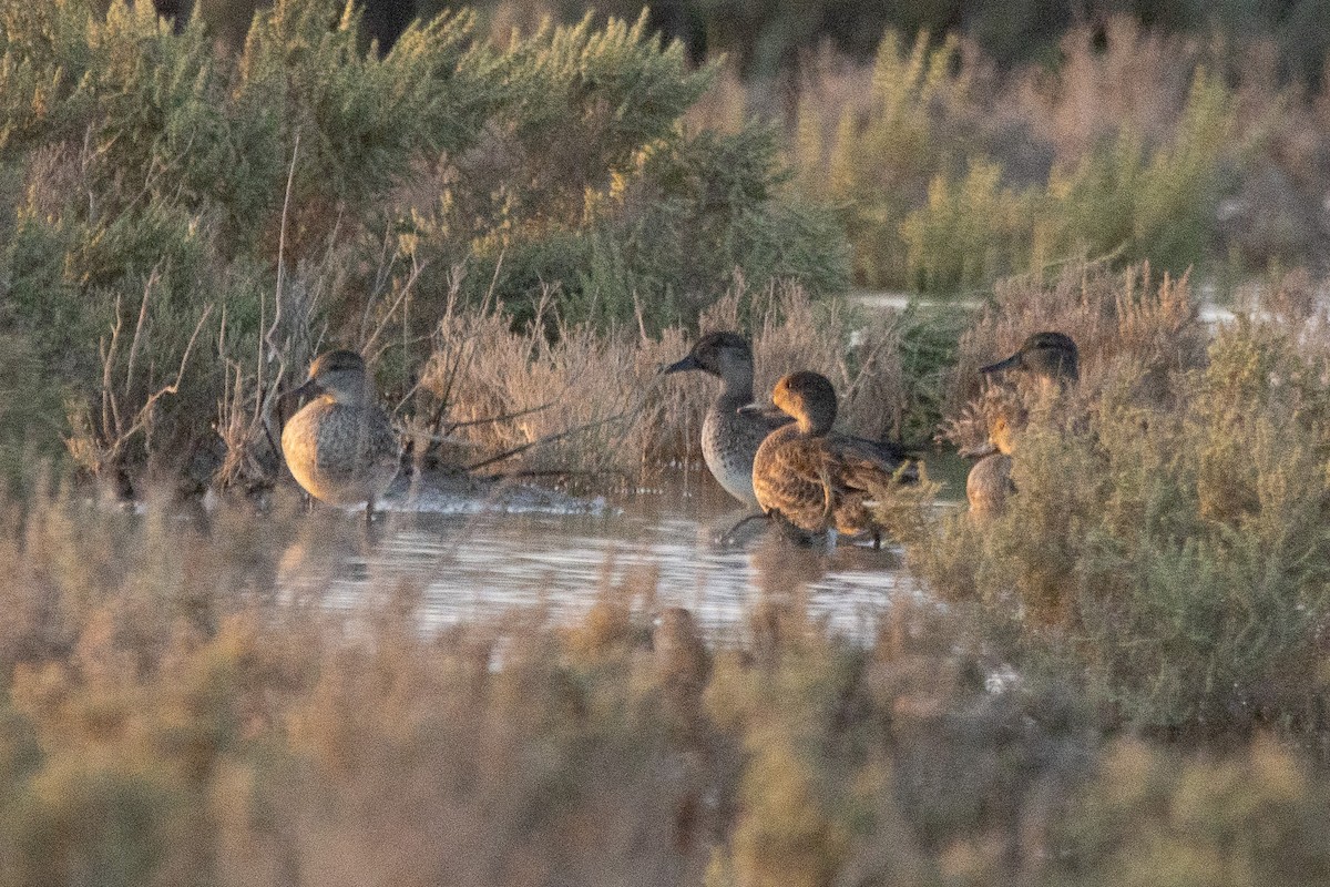 Garganey - ML624083837