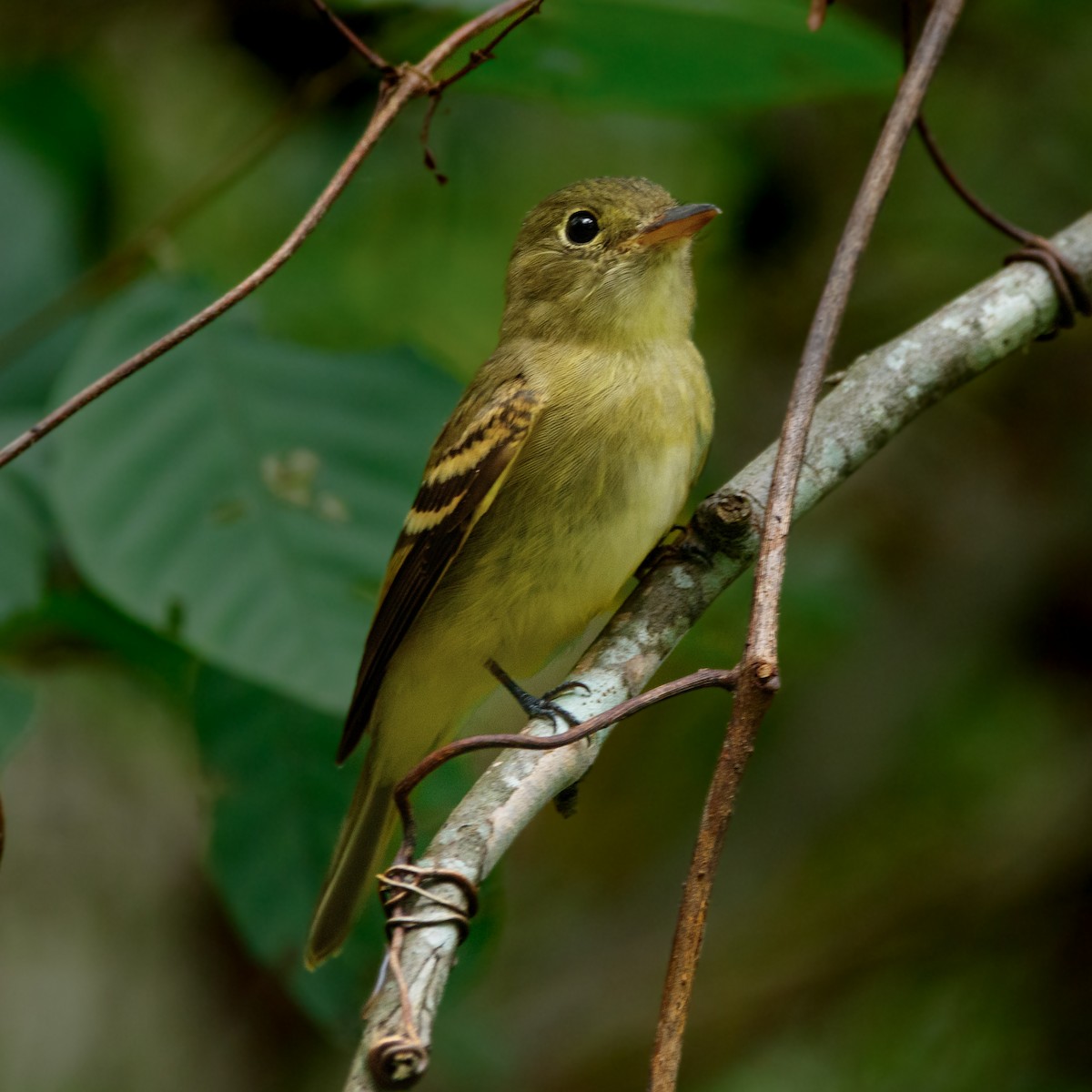 Yellow-bellied Flycatcher - ML624083841