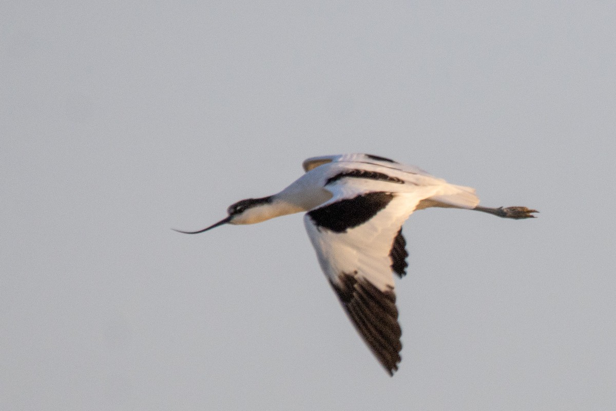 Pied Avocet - ML624083853