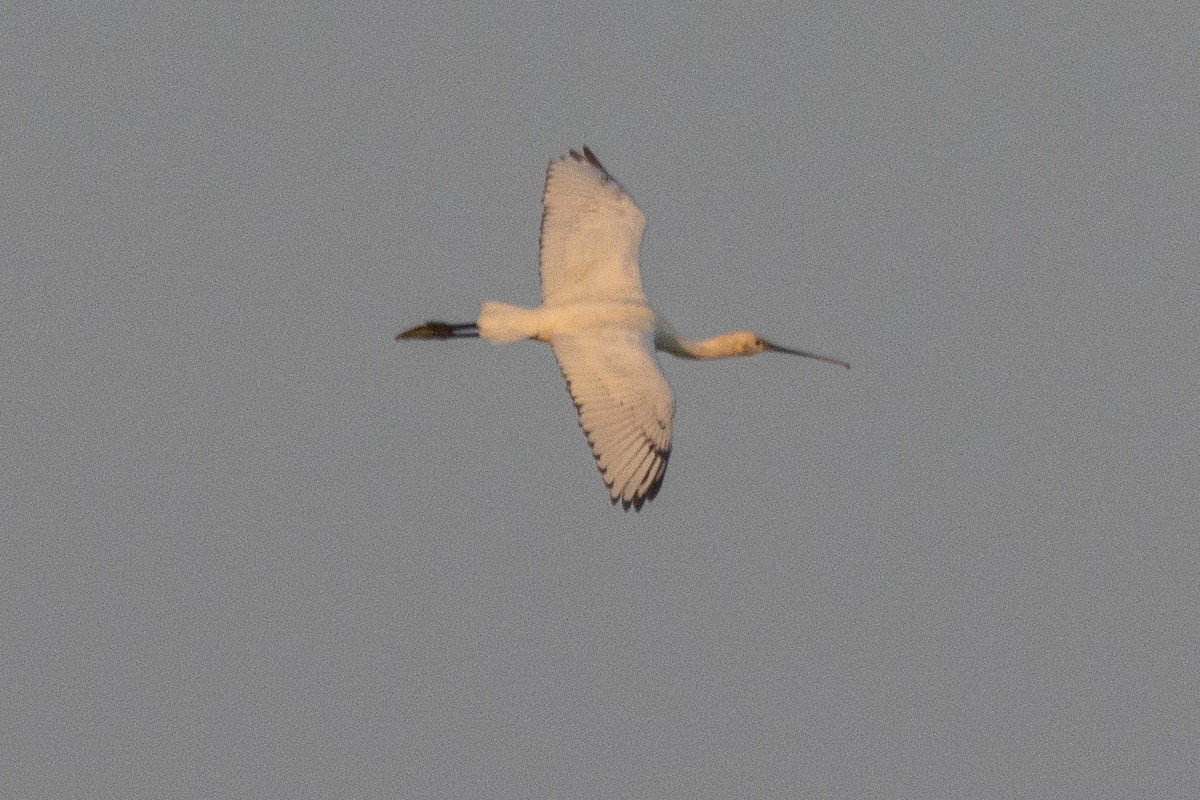 Eurasian Spoonbill - YILMAZ TANIYICI