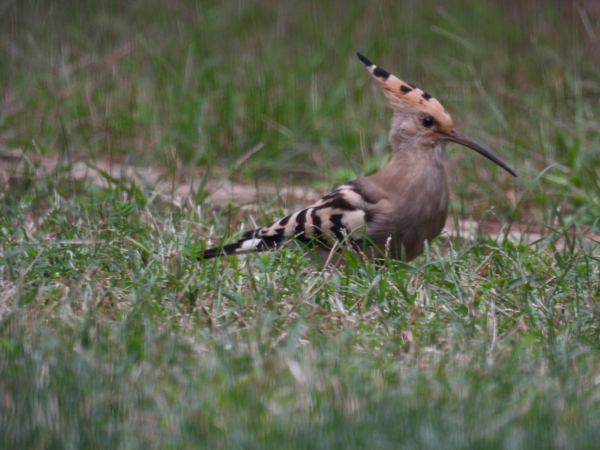 Eurasian Hoopoe (Eurasian) - mark zdeblick