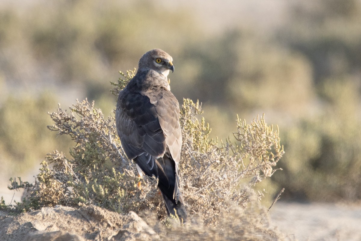 Pallid Harrier - ML624083898